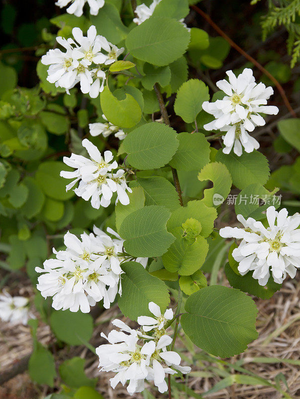 西部serviceberry，萨斯卡通(Amelanchier alnifoon)开花